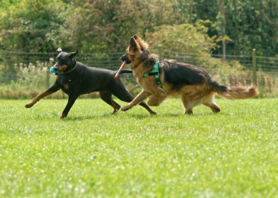 a doberman and german shepherd running
