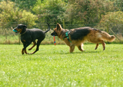 german shepherd chasing a doberman