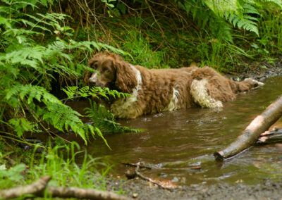 dog lying in a stream to cool off on a hot day