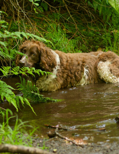dog lying in a stream to cool off on a hot day