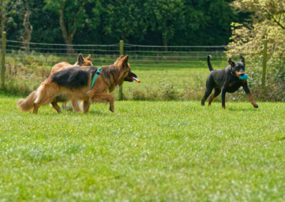 german shepherds and a doberman