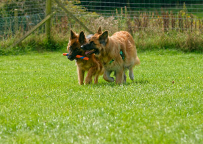 german shepherds sharing a toy
