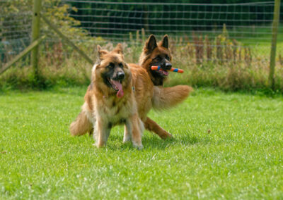 two playful german shepheds