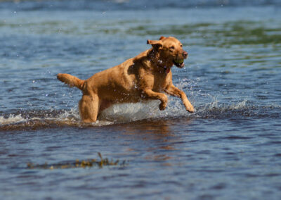 red fox Labrador retriever running in a river