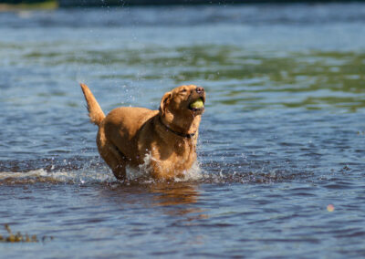 Red Fox Labrador Retrieving a ball from a river