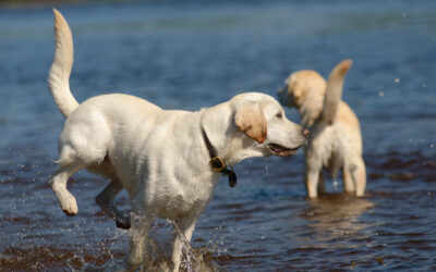 Marley and Nala To yellow labradors standing in a river