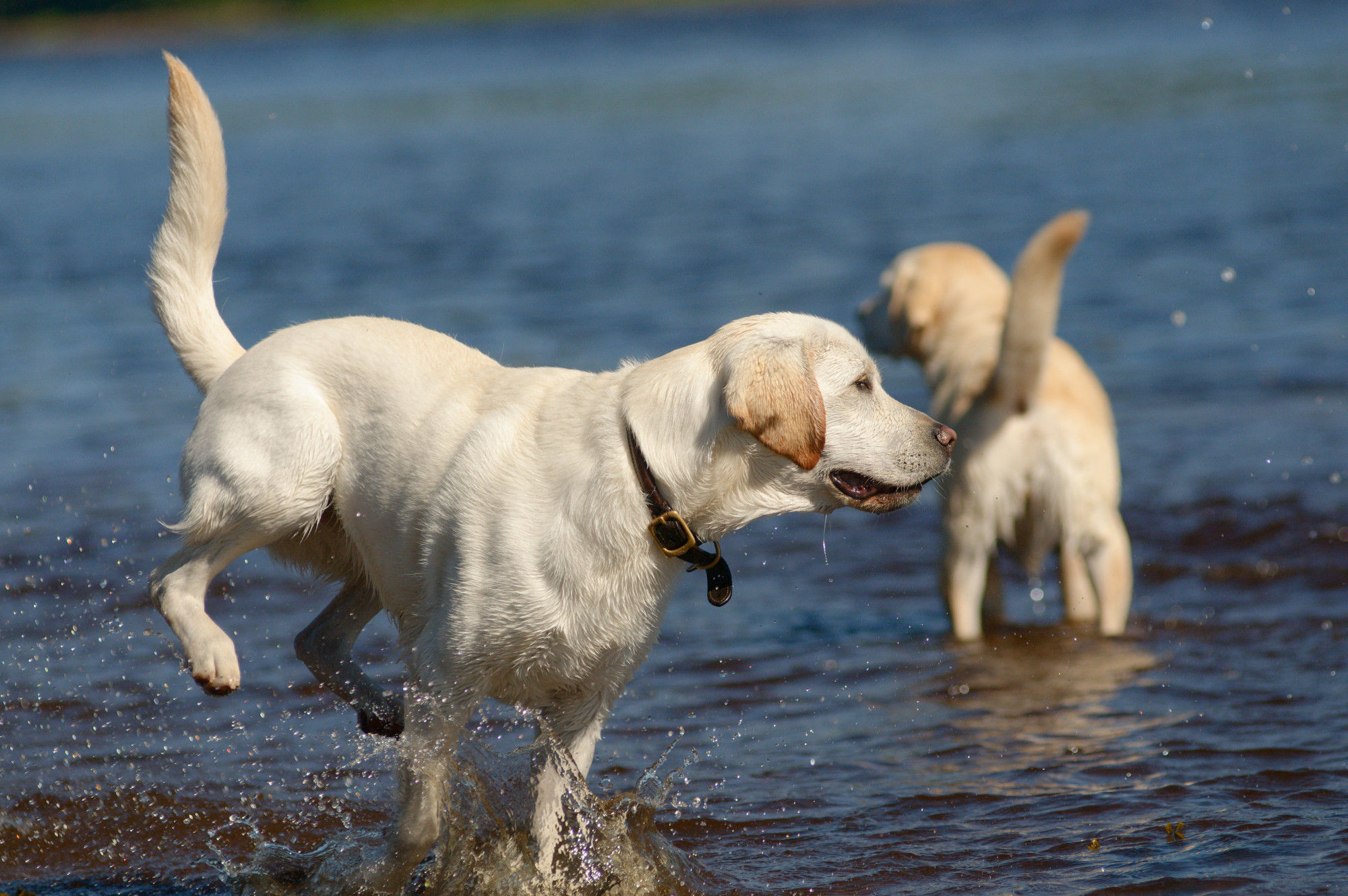 To yellow labradors standing in a river