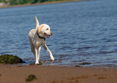 a very pale yellow labrador retriever
