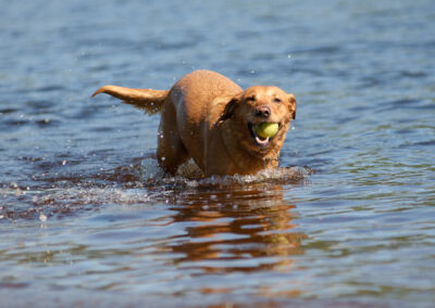 Red Fox Labrador with ball