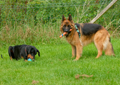 doberman playing with toy