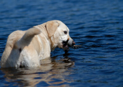 yellow labrador with stick standing in water