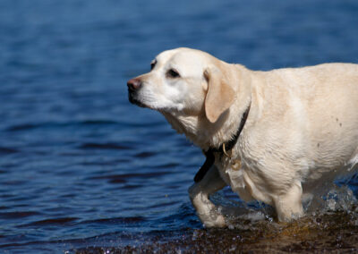 portrait photo of a yellow labrador in water