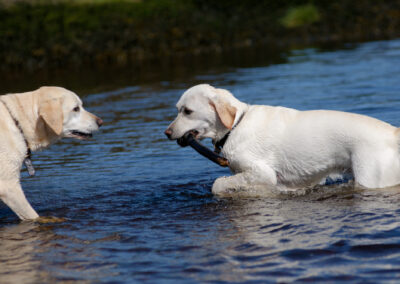 two Labradors after the same stick