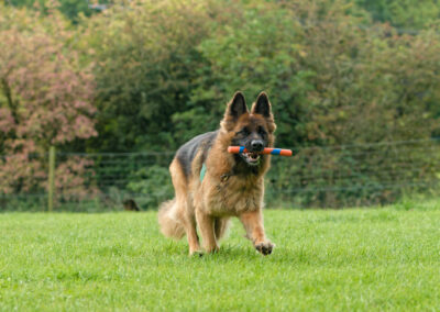 german shepherd retrieving a toy stick