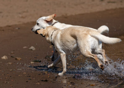 two Labradors with a stick run back to shore from the river