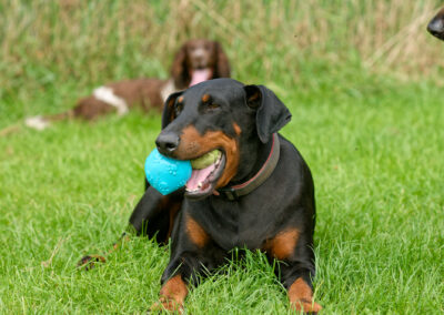 doberman with two balls in mouth