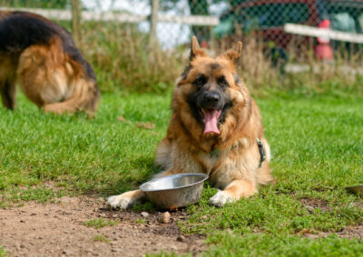 german shepherd lying next to a water bowl