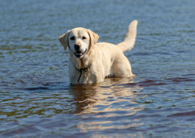 yellow Labrador cooling off in a river