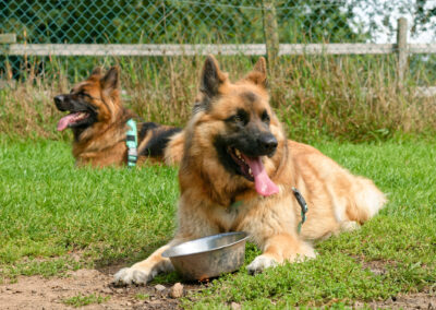 two german shepherds laying down outside