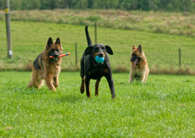 german shepherds and a doberman in a dog park