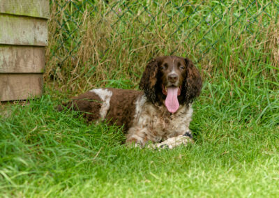 springer spaniel cooling off in the shade