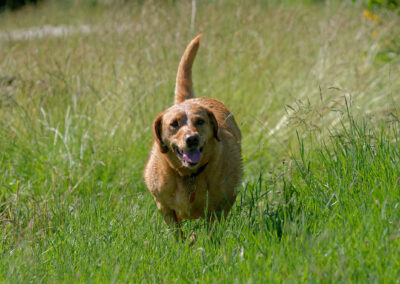 Red Fox Labrador running in long grass