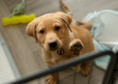 puppy offering a paw