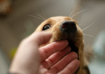 puppy biting my fingers