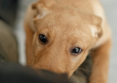 puppy smelling jacket pocket