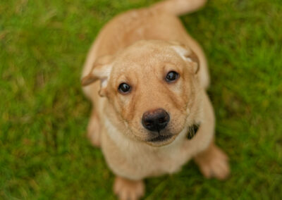 puppy sitting