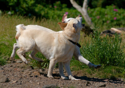 Two yellow Labradors running side by side