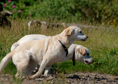 Side on photo of two Labradors running