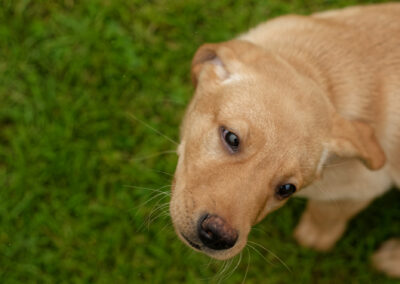 red fox labrador puppy
