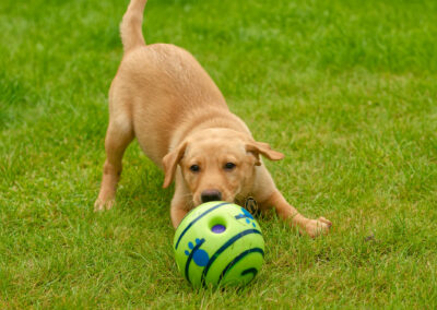 puppy playing with large ball