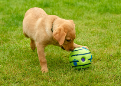 red fox labrador puppy playing with a ball