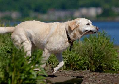 Yellow Labrador with a stick while running on a beach