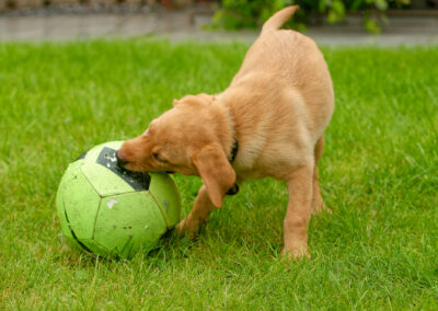 rod fox labrador puppy biting a football