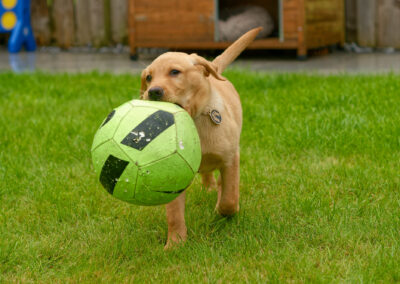 puppy carrying a football