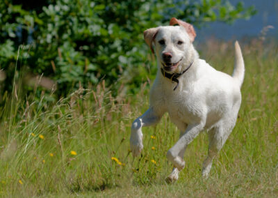 action photo of yellow Labrador running