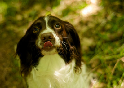 springer spaniel with tongue out