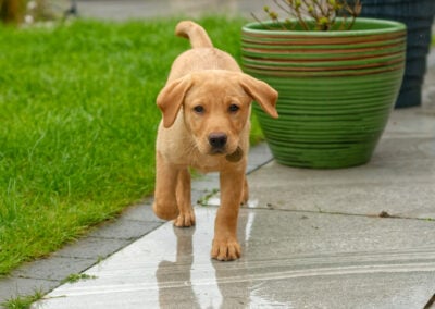 red fox Labrador puppy