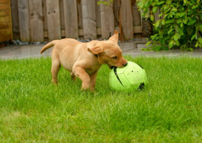 puppy with football