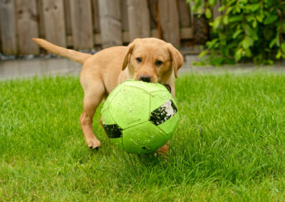 puppy carrying a large football