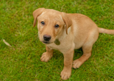 puppy sitting on the grass