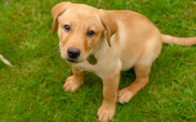 _BDW7628_DxO1 10 week old red fox labrador puppy