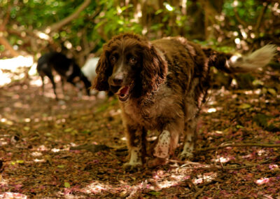 springer spaniel in woodland shade