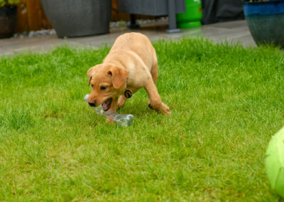 puppy playing with a plastic bottle