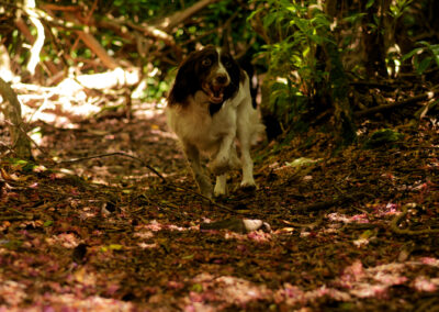 Springer spaniel running under woodland cover