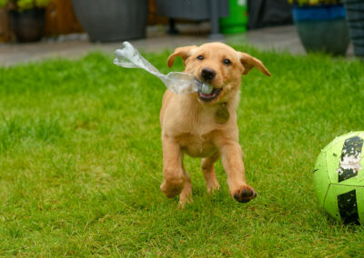 puppy playing with plastic bottle
