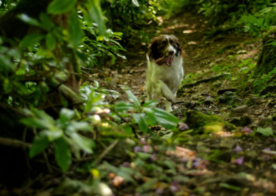 Springer spaniel running in dense woodland